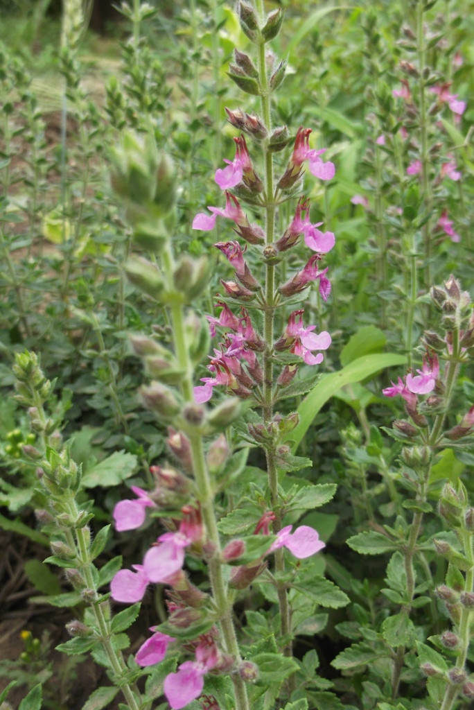 

Дубравник (саженцы)