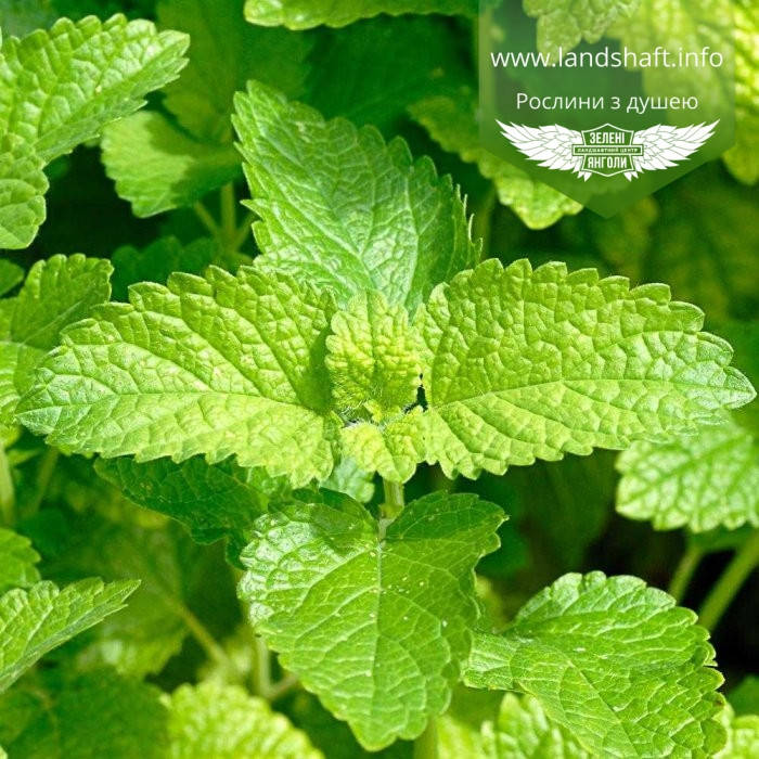 

Mentha piperita 'Lemon Fresh', М'ята перцева лимонна,C2 - горщик 2л