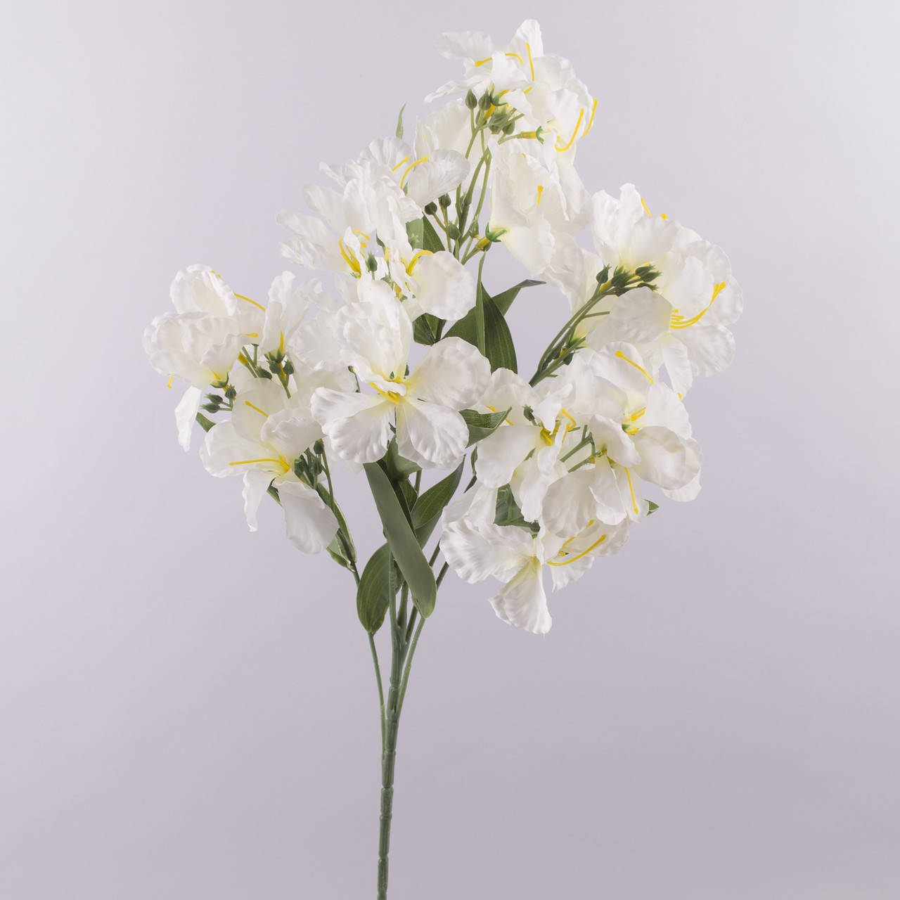 

Альстромерия большая, Белый