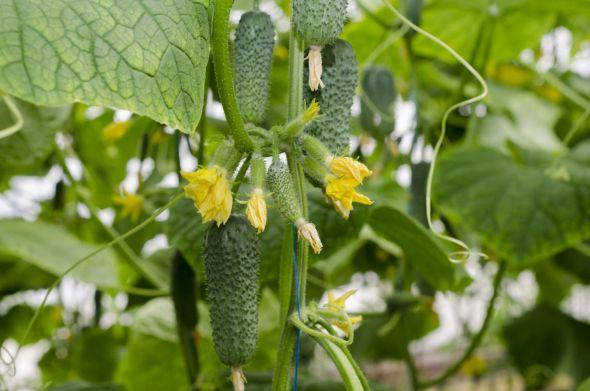 

Огурец Арктика F1 1000 шт