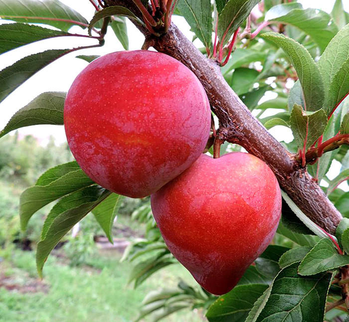 

Саженцы слив Формоза (Formoza)