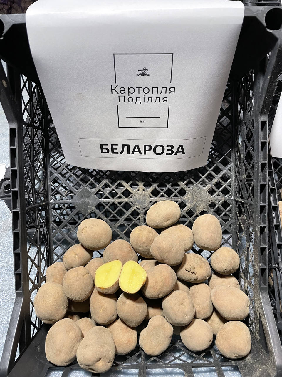 

Семенной картофель Беллароса, I-я репродукция