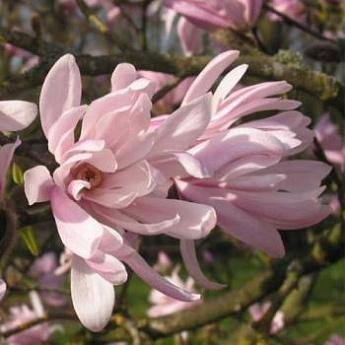 

Магнолия звездчатая "Rosea"