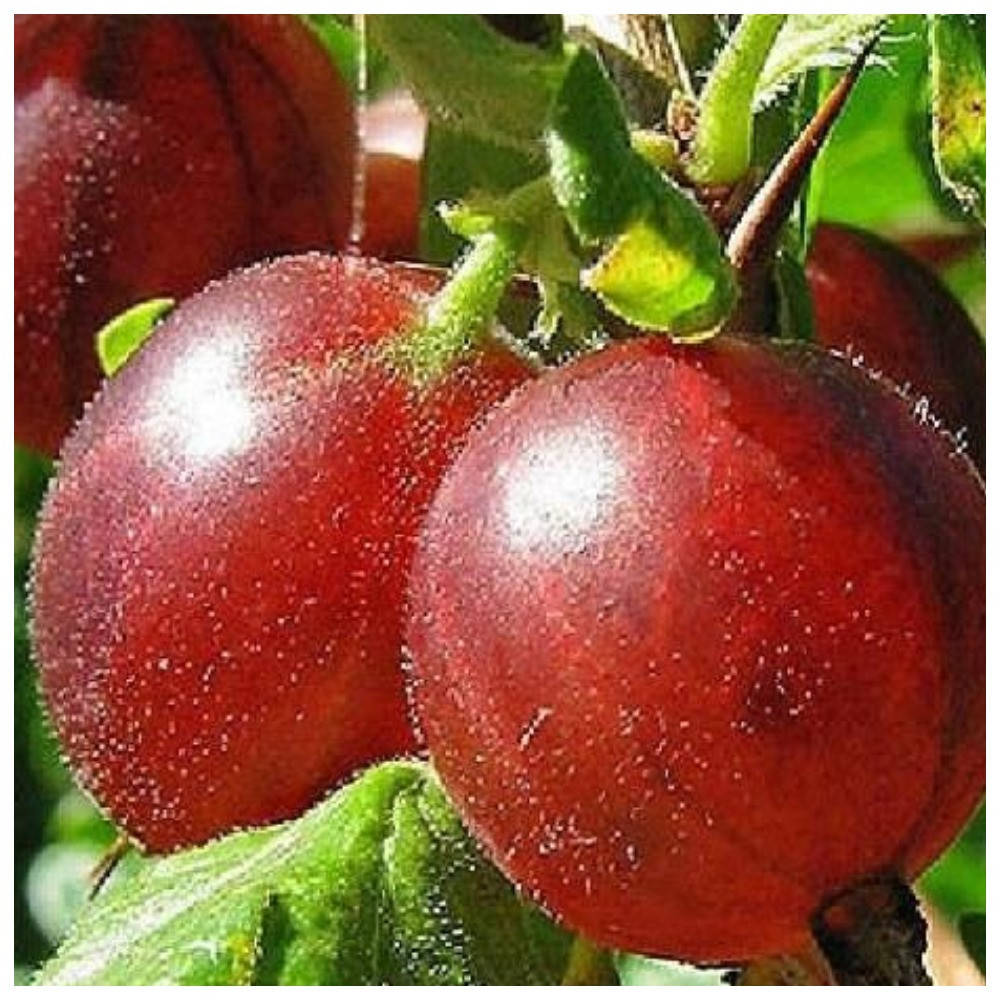 

Крыжовник красный Хиннонмаки Ред