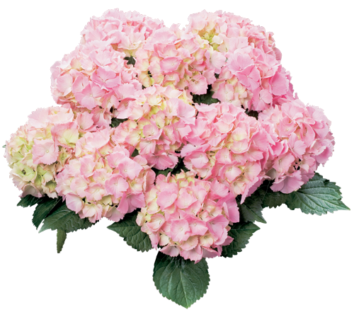 

Гортензія крупнолиста Pink Sensation