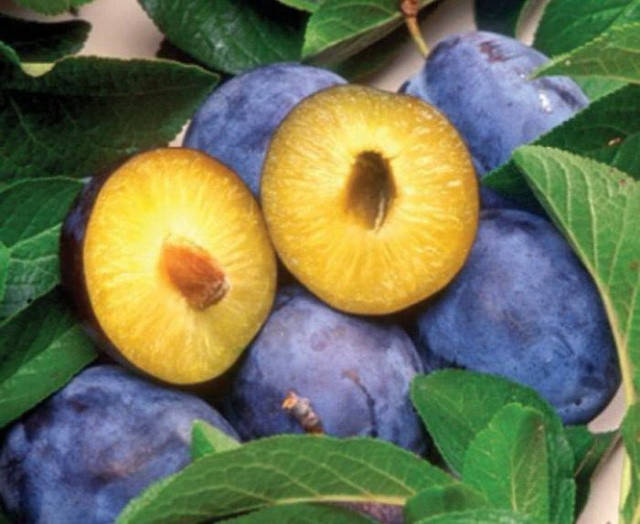 

Слива Калипсо