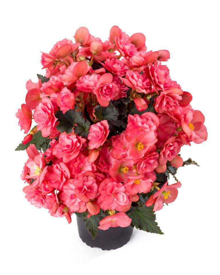 

Бегония Cottage Chloe Coral Pink