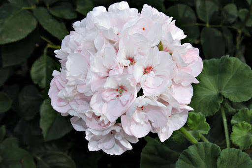 

Пеларгония Lady Mavis Pilkington