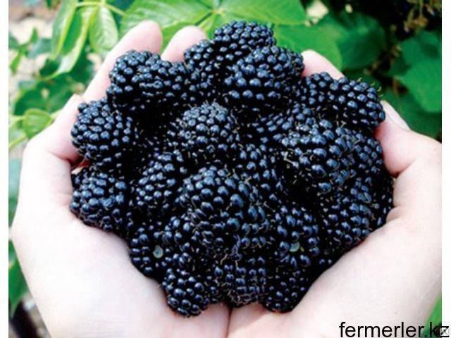 

Черная малина(сорт Кумберланд)