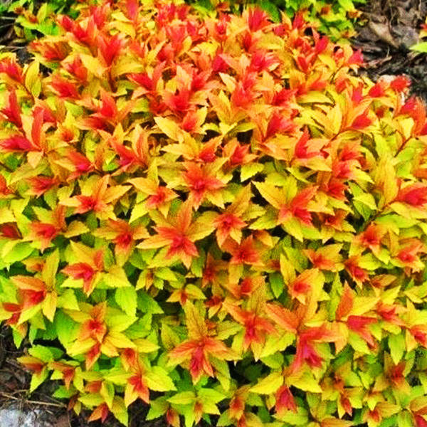 

Спирея японская Голдфлейм / Spiraea japonica Goldflame / С3