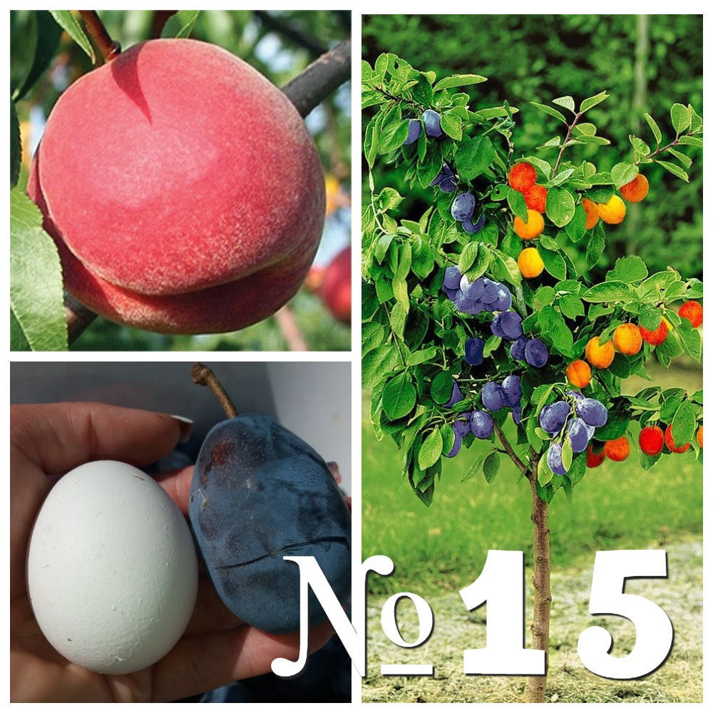 

Саженец дерево-сад Флемен фьюри+Топ гигант (персик+слива)