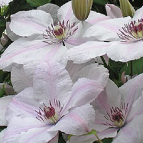 

Клематис Jan Pavel ll (Ян Павел ll)