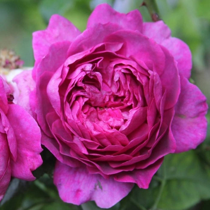 

Янг Люсидас (Young Lycidas)