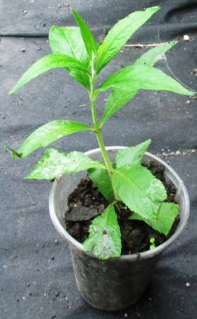 

Буддлея Давида Адонис Блю (Buddleja davidii Adonis Blue). В контенерах 0.5л.