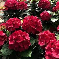 

Гортензія Фламенко