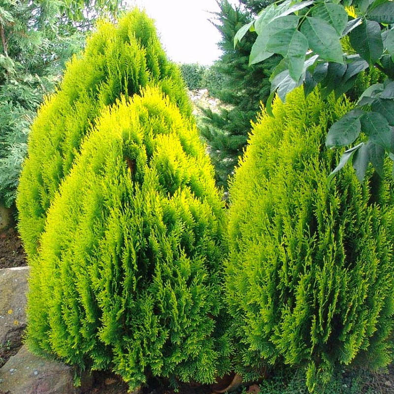 

Туя східна Aurea Nana 3 річна / Туя восточная Ауреа Нана / Thuja Aurea Nana