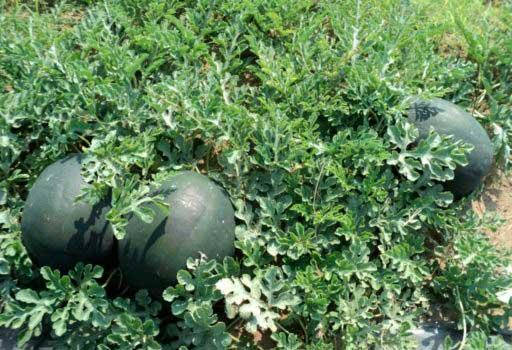 

Арбуз Гуэлва F1 / Huelva F1 100 семян (Rijk Zwaan)