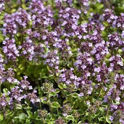 

Чабрец Foxley (саженцы)