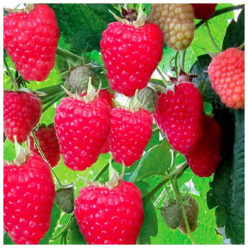 

Малина ремонтантная Брянское диво