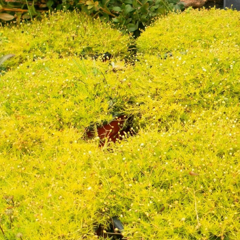 

Мшанка шиловидная Ауреа