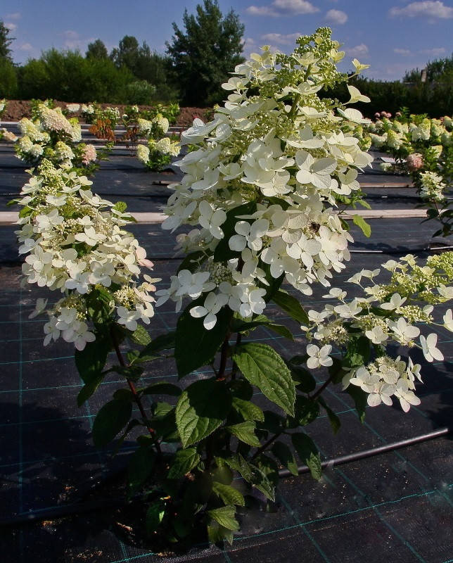 

Гортензия метельчатая «Ангел Блаш» «Руби» \ Hydrangea paniculata `Angels Blush` `Ruby` ( саженцы 3 года )