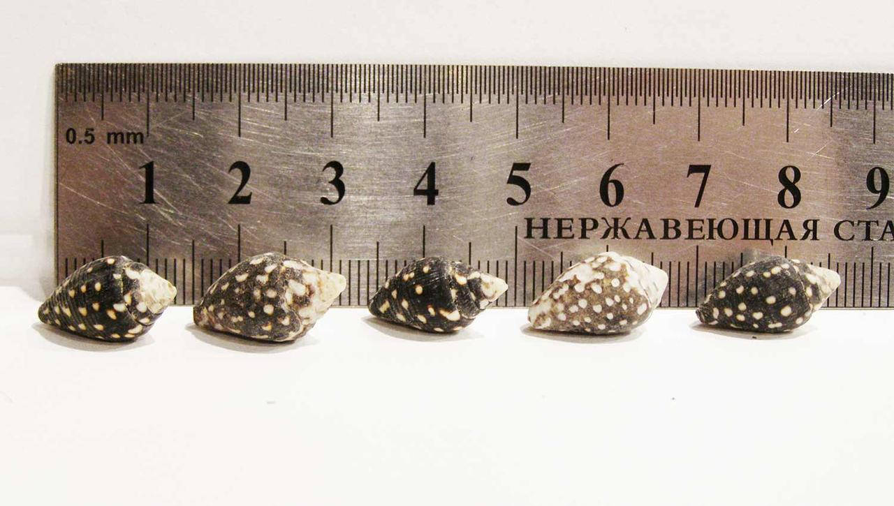 

Ракушка морская натуральная Насса (Nassa).набор 15шт.