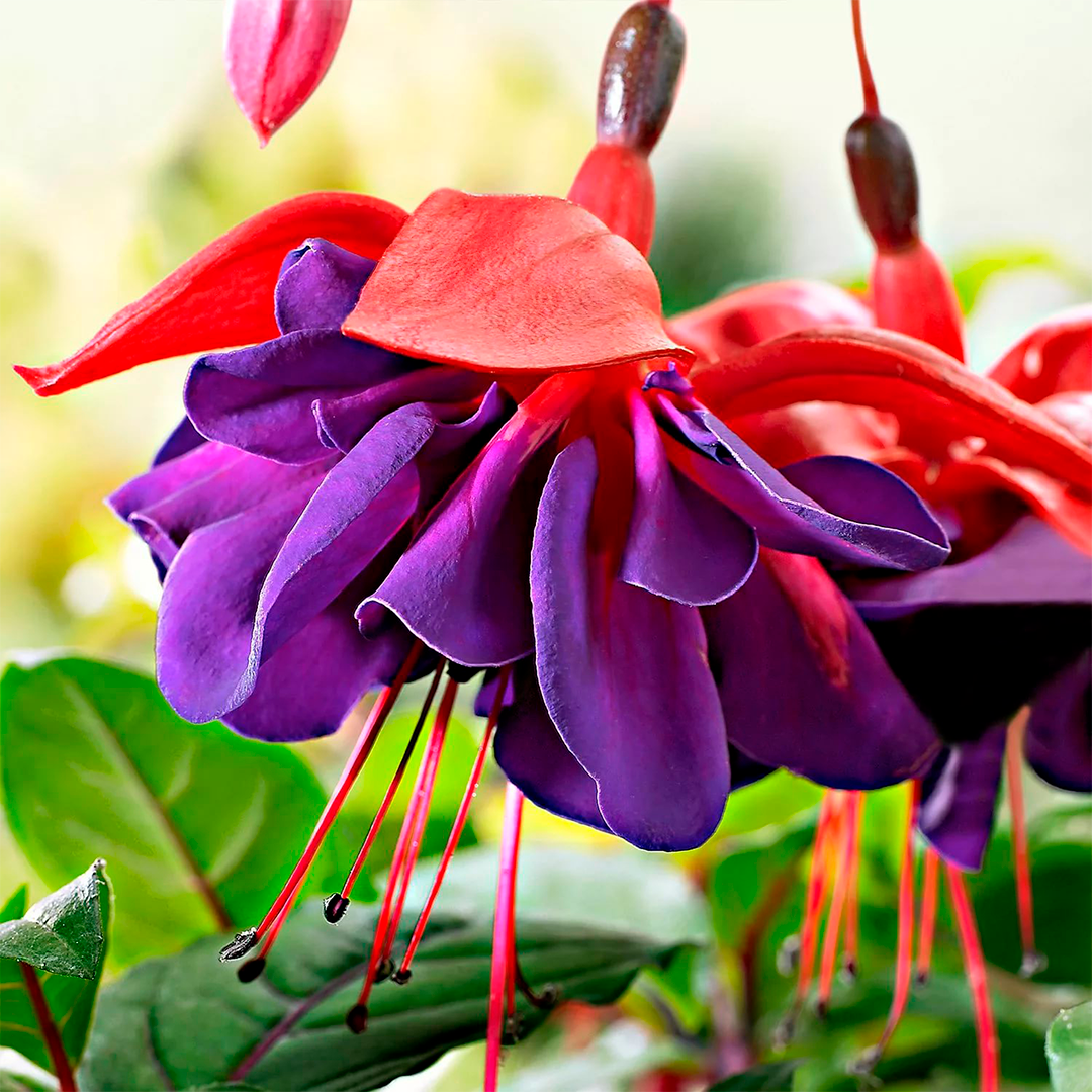 

Фуксия Marbeller Magenta-Purple (ампельная) в стакане 180 мл