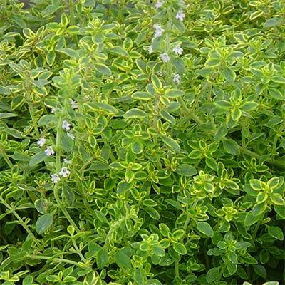 

Чабрец Gold Lemon (саженцы)
