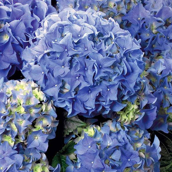 

Гортензія крупнолиста Early Blue