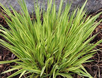 

Молиния голубая Вариегата (Molinia variegata)