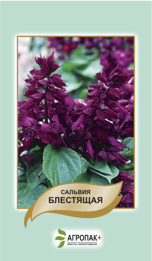 

Семена цветов Сальвия Блестящая Агропак плюс, Фиолетовый