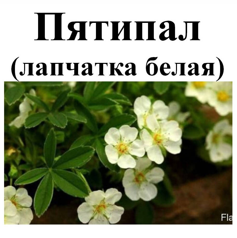 Лапчатка Белая Купить