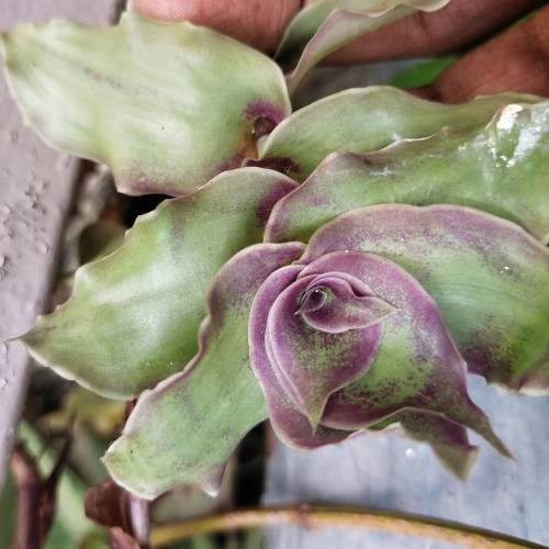 

Каллизия Конгеста Dragon's Tail (Хвост дракона) 15-20 см. 3-4 шт. 0,2 л., Зелёный