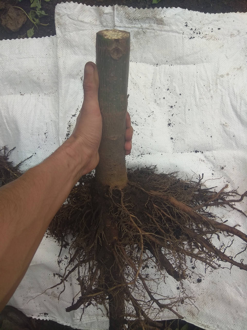 

Павловнія морозостійка. Павловния. Однорічні саджанці сорту Shan Tong. Діаметр стовбура 2-3 см, висота 3.5 м