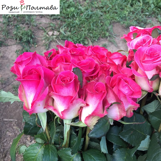 

Утро Парижа (Morning of Paris)