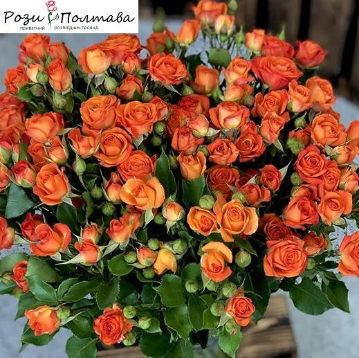 

Оранж Бэби (Orange Baby)