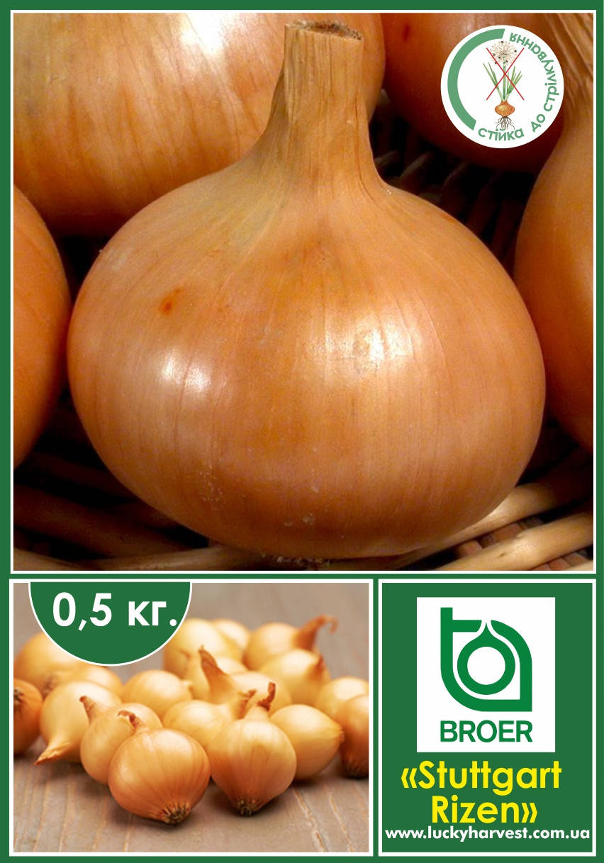 

ВЕСНА 2022!Цибуля-сіянка "Stuttgart Riesen" (Штудгартер Ризен) 0.5 кг ТМ "BROER" (Нідерланди).Фракція 8/21