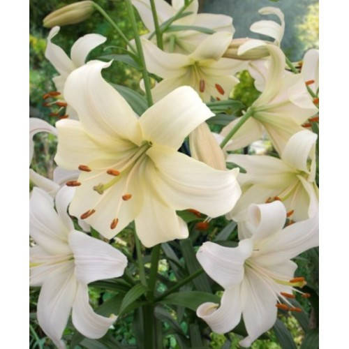 

Лилия Pearl White 14/16, Белый