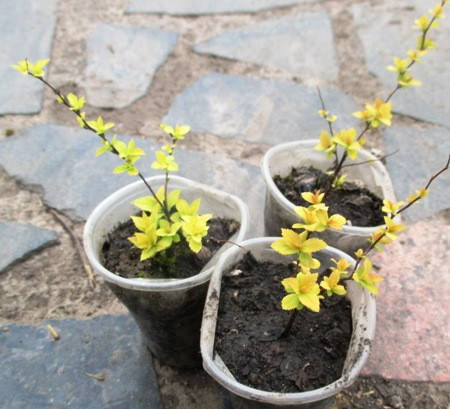 

Спирея японская Голден принцесс. Укорененные черенки в контейнерах Д5.