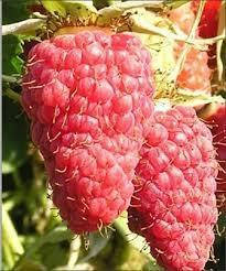 

Малина СТОЛЕШНИК