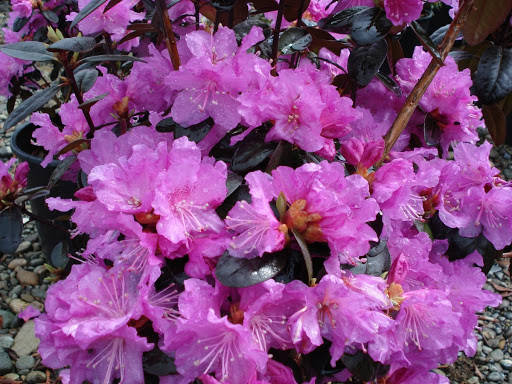 

Рододендрон П.Дж.М. Еліт/ Rhododendron "P.J.M. "Elite" С7.5 /Н 80-100