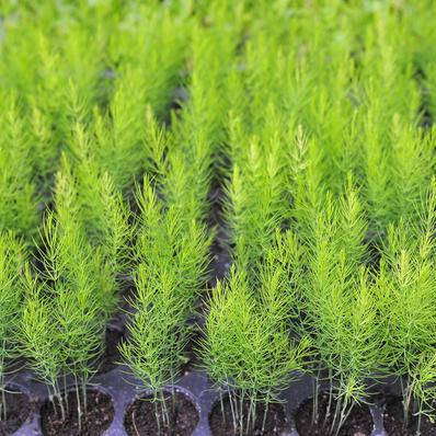 

Спаржа (аспарагус), Asparagus officinalis