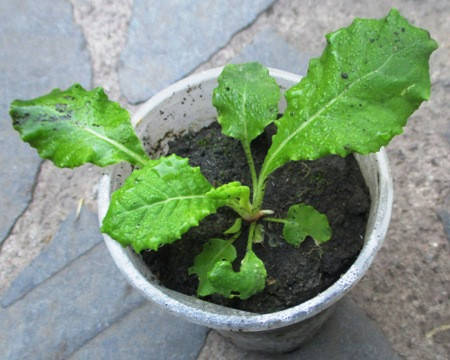 

Примула висока (Primula elatior). Суміш кольорів. Розсада в контейнерах Д5.