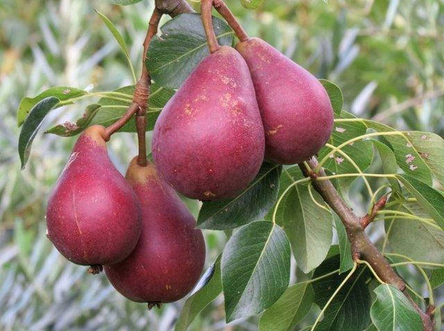 

Груша Старкримсон (Летний сорт)