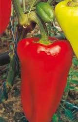 

Семена перца "Кристалл"