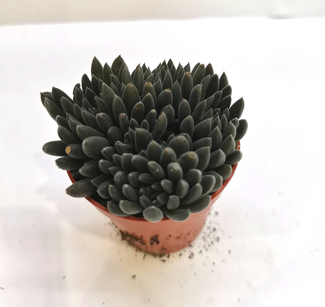 

Синорассула Sinocrassula yunnanensis Суккулент Комнатное растение