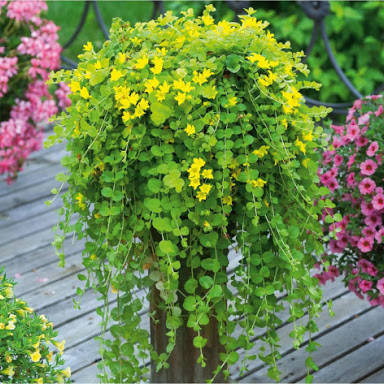 

Вербейник монетчатый, Lysimachia nummularia