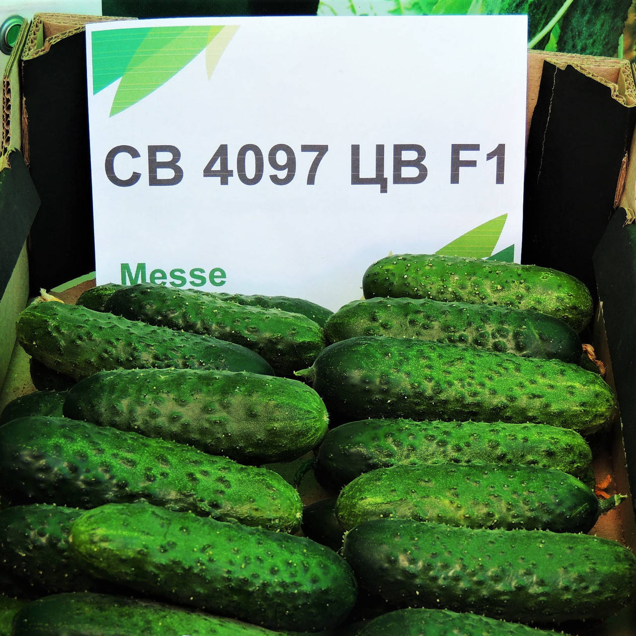

Огурец SV 4097 CV F1 Seminis 1 шт