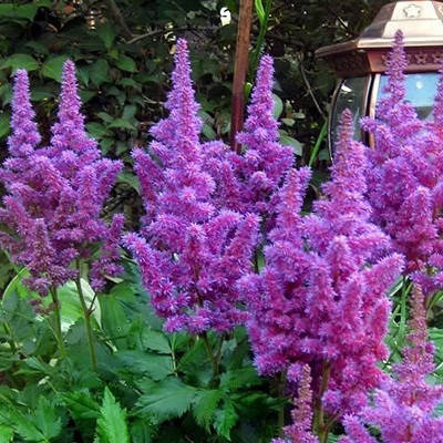 

Астильба Немо (Astilbe Nemo)