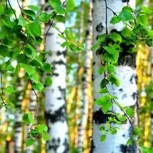 

Береза Обыкновенная (1 м)